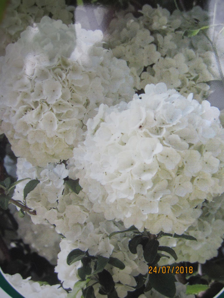 Viburnum macrocephalum Fortuna